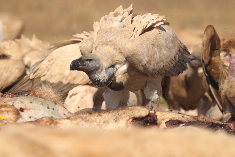 vulture restaurant at vulpro, cape vulture