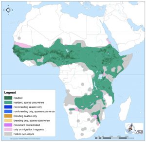 About African Vultures – Vulpro