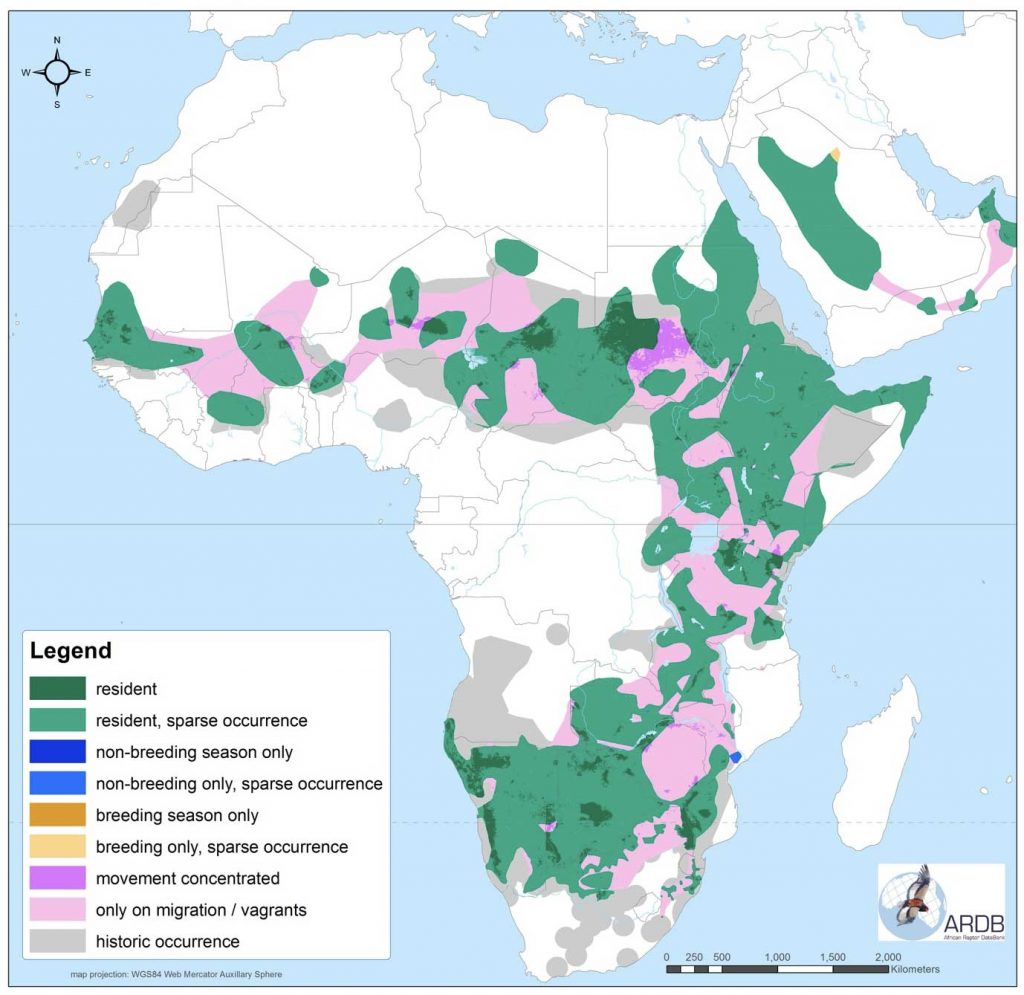 About African Vultures – Vulpro