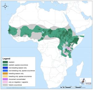 About African Vultures – Vulpro