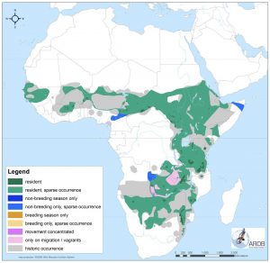 About African Vultures – Vulpro