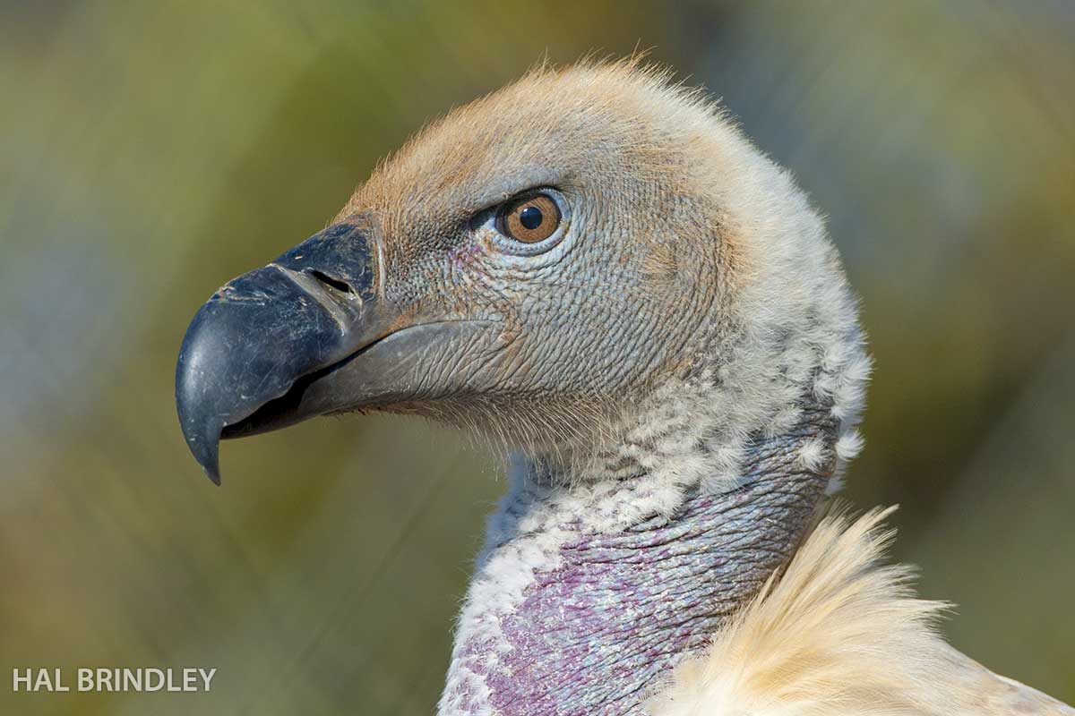 About African Vultures – Vulpro