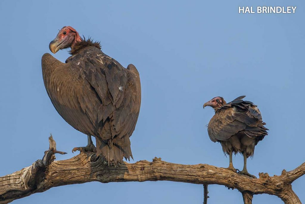 vulture family